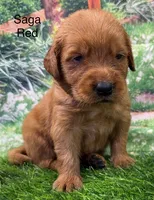 Saga Red, a male Golden Retriever for sale in Tahlequah, OK – 7 of 9