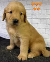 T Orange, a female Golden Retriever for sale in Tahlequah, OK – 3 of 10
