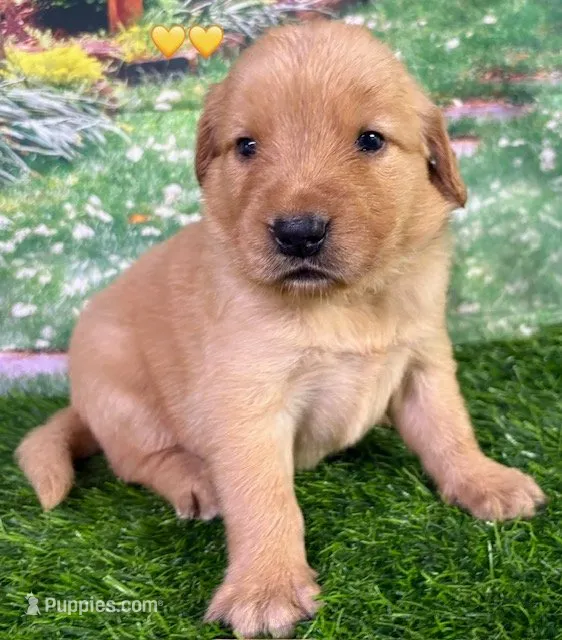 Charm Yellow, a female Golden Retriever for sale in Tahlequah, OK – 1 of 7