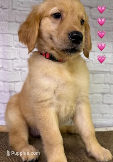 T Pink – Golden Retriever puppy for sale in Tahlequah, OK