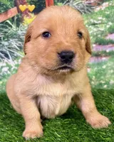 Charm Yellow, a female Golden Retriever for sale in Tahlequah, OK – 4 of 7