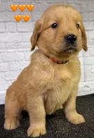 T Orange, a female Golden Retriever for sale in Tahlequah, OK – 4 of 10
