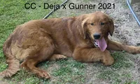 CC, a female Golden Retriever for sale in Tahlequah, OK – Photo 4 of 4