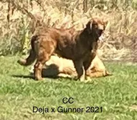 CC, a female Golden Retriever for sale in Tahlequah, OK – Photo 2 of 4