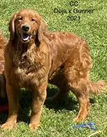 CC, a female Golden Retriever for sale in Tahlequah, OK – Photo 1 of 4