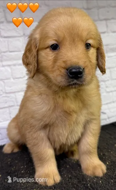 T Orange – Golden Retriever puppy for sale in Tahlequah, OK