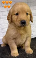 T Orange, a female Golden Retriever for sale in Tahlequah, OK – 1 of 10