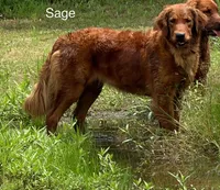 Sage Yellow, a female Golden Retriever for sale in Tahlequah, OK – 8 of 9