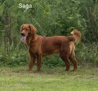 Saga Blue, a male Golden Retriever for sale in Tahlequah, OK – 8 of 9