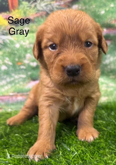 Sage Gray – Golden Retriever puppy for sale in Tahlequah, OK