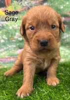 Sage Gray, a female Golden Retriever for sale in Tahlequah, OK – 1 of 9
