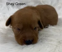 Shay Green, a female Golden Retriever for sale in Tahlequah, OK – 5 of 8