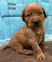 Shay Gray, a male Golden Retriever for sale in Tahlequah, OK – 6 of 8