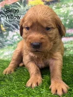 Sage Yellow, a female Golden Retriever for sale in Tahlequah, OK – 4 of 9