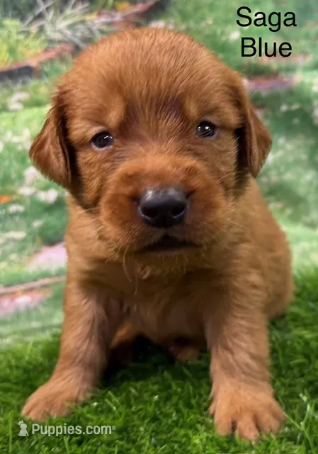 Saga Blue – Golden Retriever puppy on hold in Tahlequah, OK