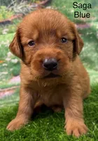 Saga Blue, a male Golden Retriever for sale in Tahlequah, OK – 1 of 9