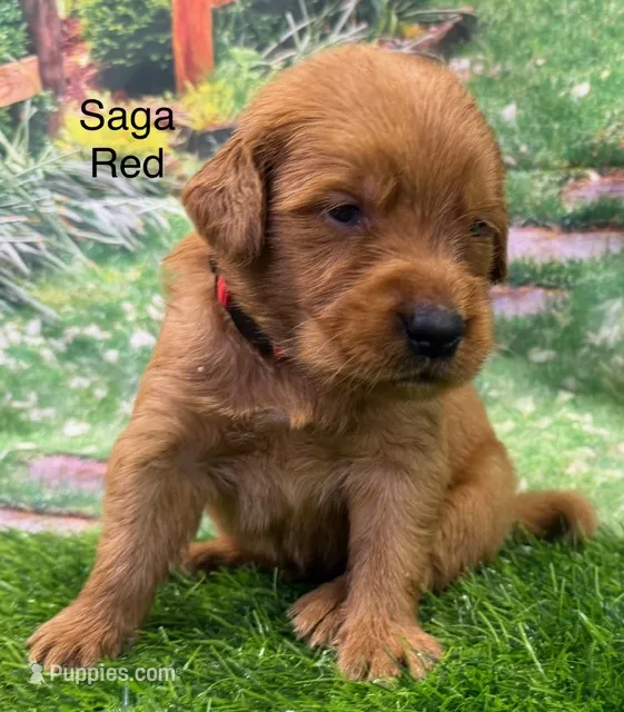 Saga Red – Golden Retriever puppy for sale in Tahlequah, OK