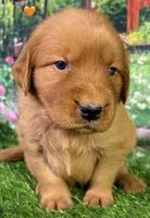 Pynki Orange, a female Golden Retriever for sale in Tahlequah, OK – 3 of 8