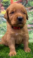 Saga Red, a male Golden Retriever for sale in Tahlequah, OK – 3 of 9