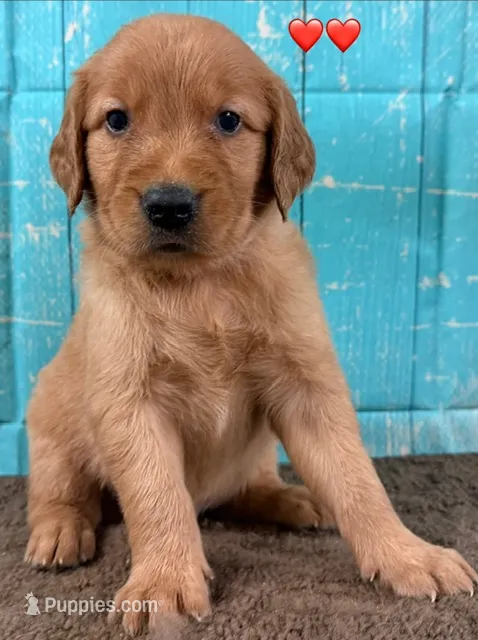 Red Male - Genetically Clear – Golden Retriever puppy for sale in Tahlequah, OK