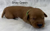 Shay Green, a female Golden Retriever for sale in Tahlequah, OK – 2 of 8