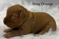 Shay Orange, a female Golden Retriever for sale in Tahlequah, OK – 2 of 8