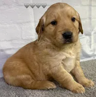 Gypsy Gray, a male Golden Retriever for sale in Tahlequah, OK – Photo 6 of 8