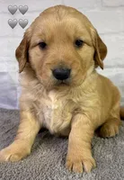 Gypsy Gray, a male Golden Retriever for sale in Tahlequah, OK – Photo 3 of 8