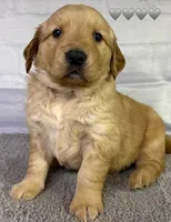 Gypsy Gray, a male Golden Retriever for sale in Tahlequah, OK – Photo 7 of 8
