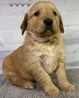 Gypsy Gray, a male Golden Retriever for sale in Tahlequah, OK – Photo 4 of 8