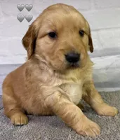 Gypsy Gray, a male Golden Retriever for sale in Tahlequah, OK – Photo 2 of 8