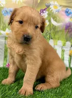Genetically Clear NG, a male Golden Retriever for sale in Tahlequah, OK – 7 of 9