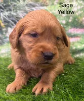 Sage Yellow, a female Golden Retriever for sale in Tahlequah, OK – 6 of 9