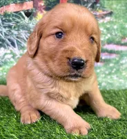 Pynki Black, a female Golden Retriever for sale in Tahlequah, OK – 6 of 7