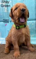 Shay Green, a female Golden Retriever for sale in Tahlequah, OK – 4 of 8