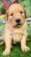Charm Purple, a female Golden Retriever for sale in Tahlequah, OK – 7 of 7