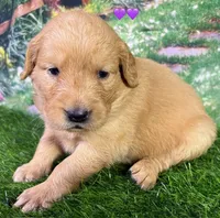 Charm Purple, a female Golden Retriever for sale in Tahlequah, OK – 4 of 7