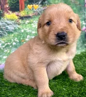 Charm Yellow, a female Golden Retriever for sale in Tahlequah, OK – 6 of 7