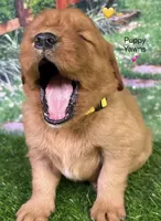 Pynki Yellow, a female Golden Retriever for sale in Tahlequah, OK – 5 of 7