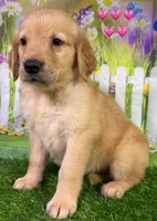 T Pink, a female Golden Retriever for sale in Tahlequah, OK – 4 of 6