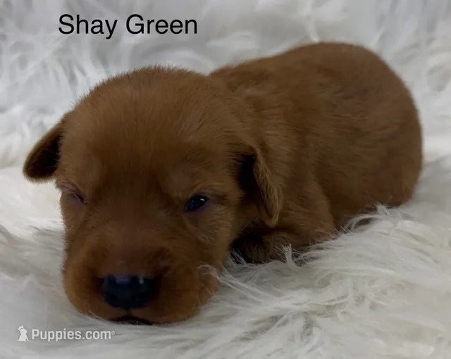 Shay Green – Golden Retriever puppy for sale in Tahlequah, OK