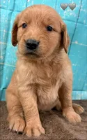 Gray Male Genetically Clear, a male Golden Retriever for sale in Tahlequah, OK – 3 of 9