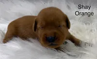 Shay Orange, a female Golden Retriever for sale in Tahlequah, OK – 4 of 8