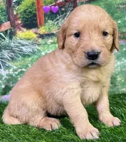 Charm Purple, a female Golden Retriever for sale in Tahlequah, OK – 5 of 7