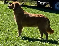 Cosmo, a female Golden Retriever for sale in Tahlequah, OK – Photo 2 of 5