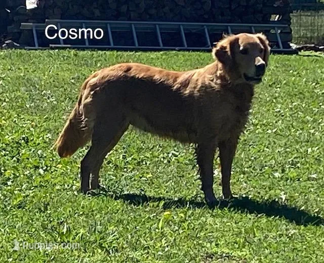 Cosmo