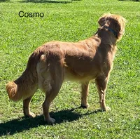 Cosmo, a female Golden Retriever for sale in Tahlequah, OK – Photo 3 of 5