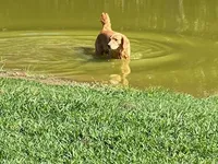 Cosmo, a female Golden Retriever for sale in Tahlequah, OK – Photo 4 of 5