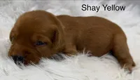 Shay Yellow, a female Golden Retriever for sale in Tahlequah, OK – 4 of 8
