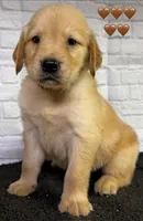 T Tan, a male Golden Retriever for sale in Tahlequah, OK – 2 of 8